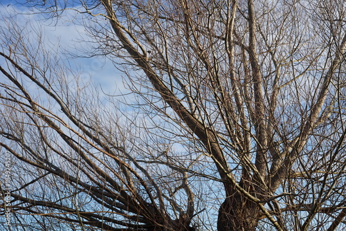 Teilaufnahme einer alten Weide in der Wismarer Bucht bei Bad Wendorf im Winter