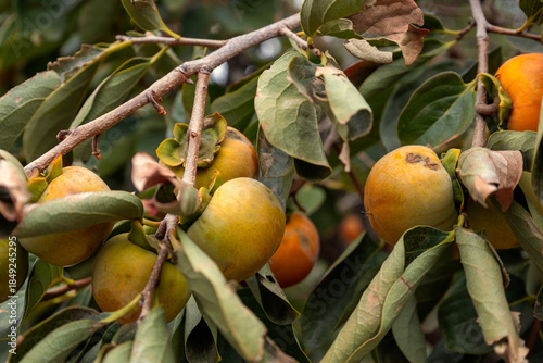 Persimmon plant with leaves and fruit