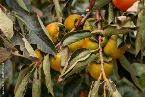 Persimmon plant with leaves and fruit