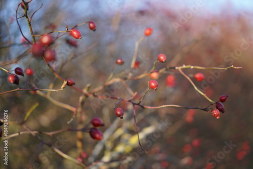 Winterliche Hagebutten an der Ostseeküste bei Wismar im Sonnenlicht
