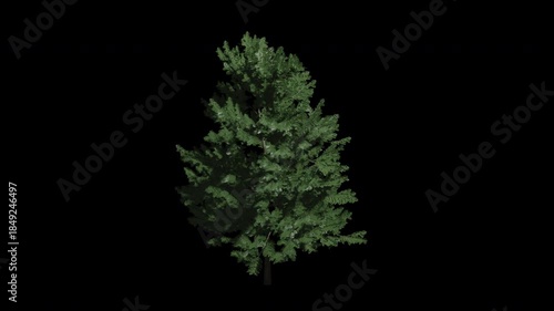 Larix decidua tree swaying in Summer wind, realistic animation with transparent background and alpha channel in 4k