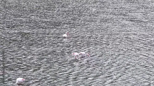 A flock of graceful flamingos grazes peacefully in a calm wetland setting, creating a picturesque scene that reflects the tranquility of nature, oe01