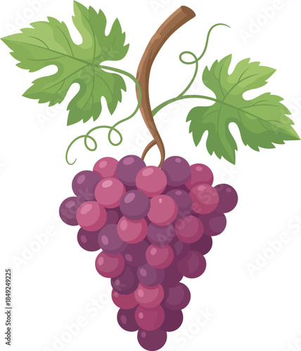 Bunch of Purple Grapes with Leaves.