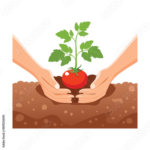 Person hands planting a young tomato plants into the dark fertile ground