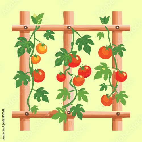 Healthy red tomatoes growing on a wooden trellis support in an organic nature garden setting