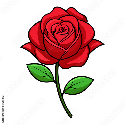 red rose on white background