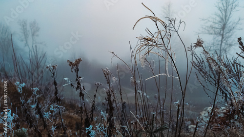 Fotografie Frozen claws on a hill