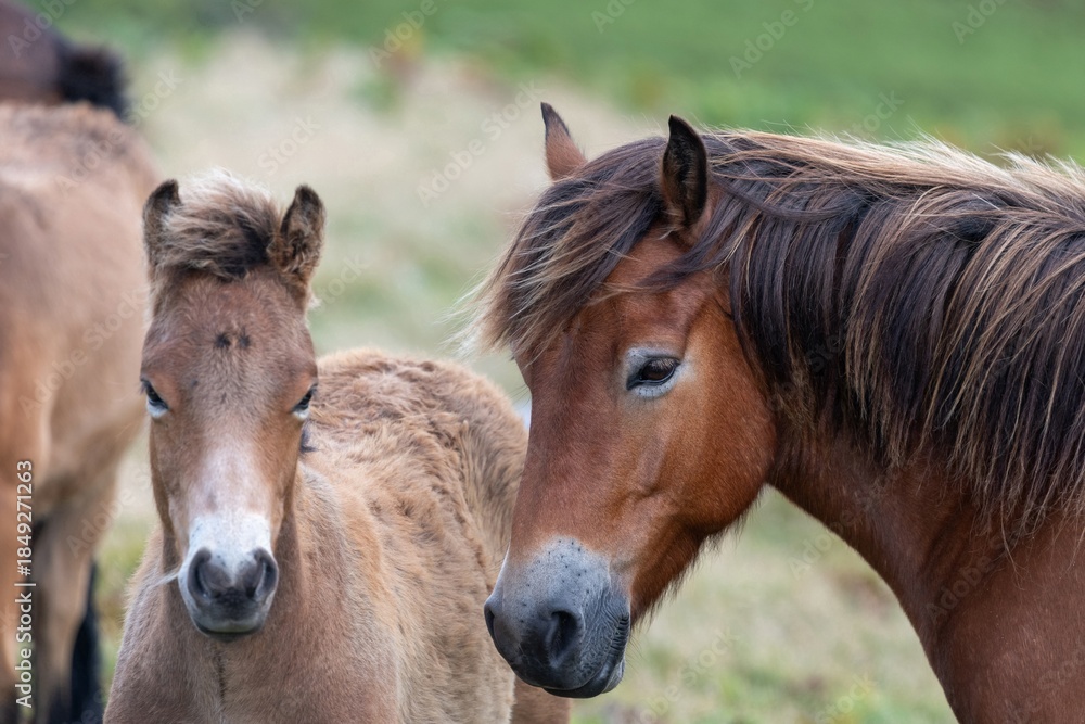 Fototapeta premium Head shot of a wild Exmoor pony with a foal