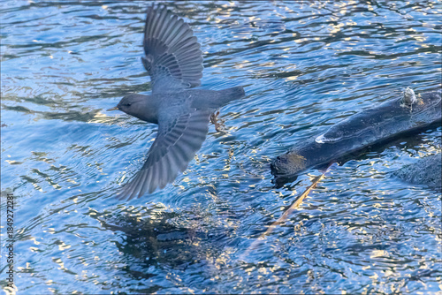 American Dipper