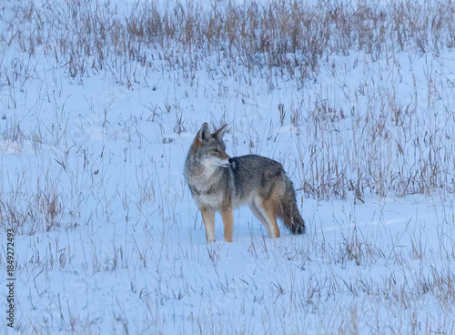 Coyote at Winter Dawn