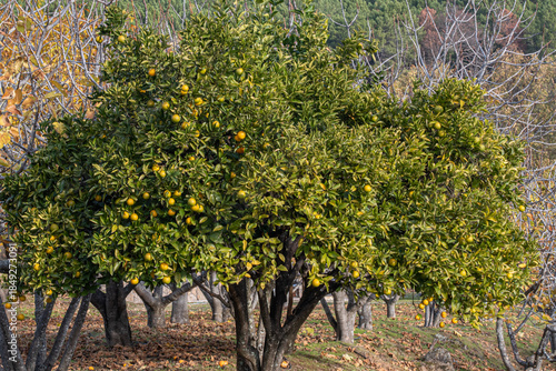 Quadro em tela Orange tree laden with fruit in the mountains