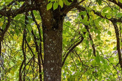 Foto Betula lenta tree with yellow foliage