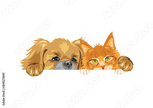Pekingese dog and Ginger Maine Coon cat are best friends