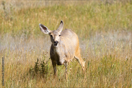 Doe Mule Deer