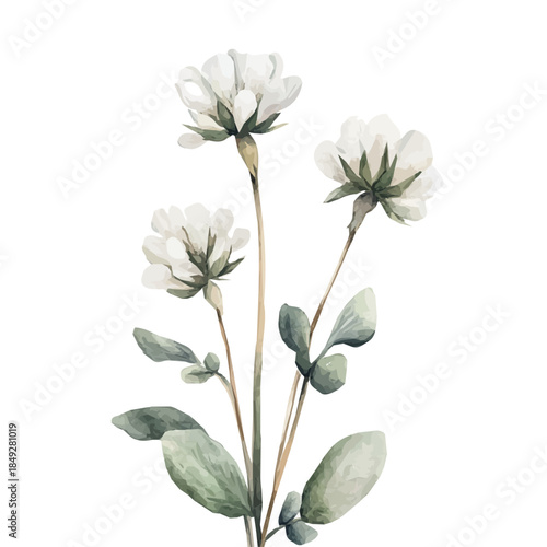 Watercolor_style_painting_of_a_white_clover_plant_A vectorized, Hand-painted style, vector set available in EPS An Elegant watercolor painting design collection