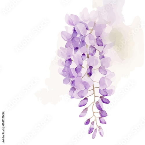 A vectorized, Hand-painted style, vector set available in EPS An Elegant watercolor painting design collection_Watercolor_style_painting_of_a_wisteria_flower_on_a_white