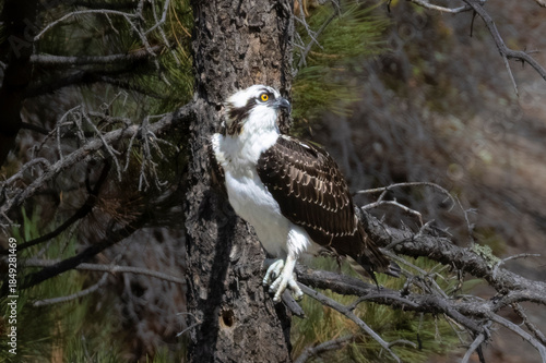 Osprey in Eleven Mile Canyon Colorado