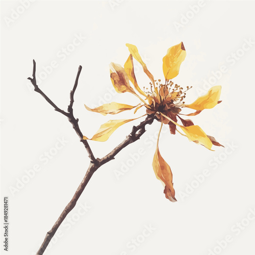 A vectorized, Hand-painted style, vector set available in EPS An Elegant watercolor painting design collection_Watercolor_style_painting_of_a_witch_hazel_flower