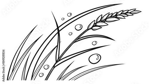 Black and white illustration of wheat and grass with dew drops.