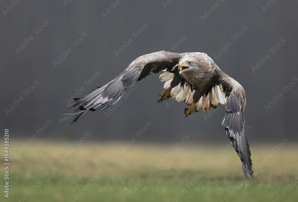 Fototapeta premium White tailed eagle ( Haliaeetus albicilla)