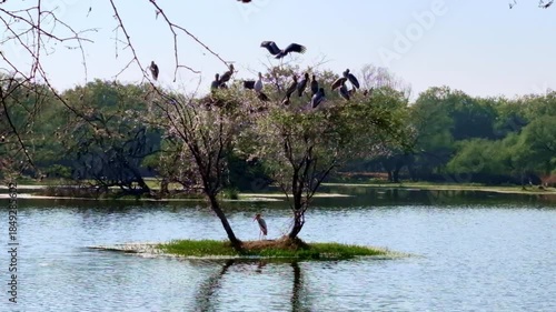 Two slender trees on a grassy islet hold perched birds while a lone wader stands below. Ripples surround the scene. Keoladeo Bird Sanctuary, National Park, Bharatpur.