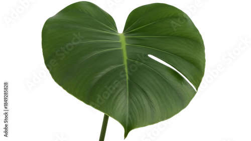 Green monstera leaf PNG isolated on transparent background, tropical plant foliage with natural fenestrations for design elements