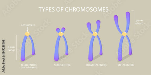3D Isometric Flat Vector Illustration of Chromosome Types, Different Kinds Of Chromosomes In An Organism