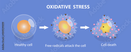 3D Isometric Flat Vector Illustration of Oxidative Stress, From Healthy Cell To Cell Death, The Impact On Cellular Function
