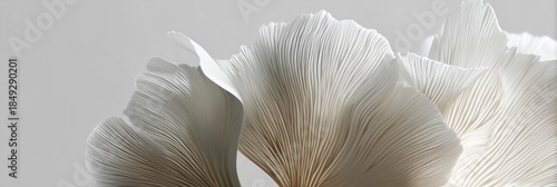 Close up white color mushrooms on white background. Trendy color of year 2026 cloud dancer