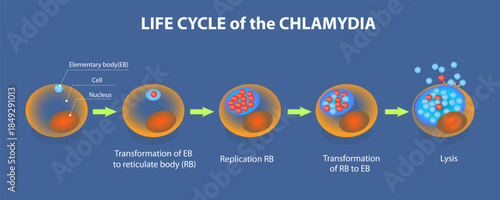 3D Isometric Flat Vector Illustration of Life Time Of Chlamydia, A Summary Of The Infection Process