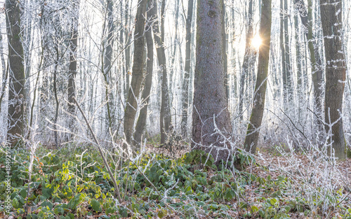 A mesmerizing view of winter's touch on a tranquil forest. Frost blankets the trees, as the sun paints a dreamy light through the delicate branches. A true winter wonderland.