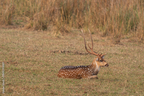 Fotografija Chital (Axis axis)