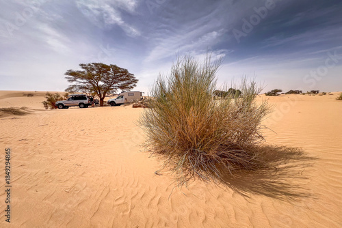 Mauritanian desert. A group of 4x4 campers stopped near an acacia tree with a clump of camel grass in the foreground.