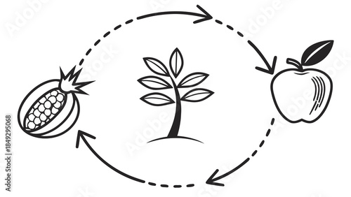 Fruit and Plant Life Cycle Illustration: Pomegranate, Tree, Apple Growth Diagram