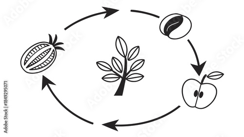 Circular Plant Growth Cycle Illustration with Seed, Fruit, and Leaf Icons