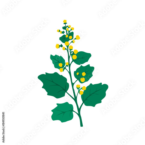 Vector, eps, flat design, animation design, simple flat 2D icon, minimalist design, clipart, illustration_Simple_flat_2D_icon_agrimony_herb_isolated_on_a_white