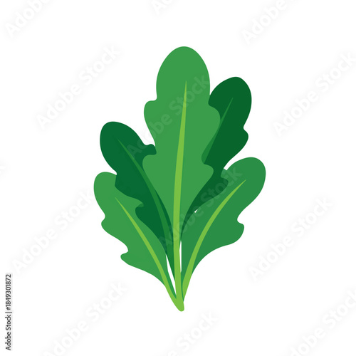 _2D_icon_arugula_leaf_isolated_on_a_white_Vector, eps, flat design, animation design, simple flat 2D icon, minimalist design, clipart, illustration.