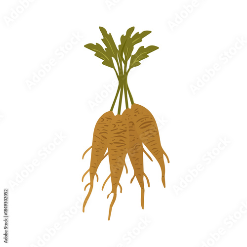 Vector, eps, flat design, animation design, simple flat 2D icon, minimalist design, clipart, illustration._Simple_flat_2D_icon_burdock_root_isolated_on_a_white
