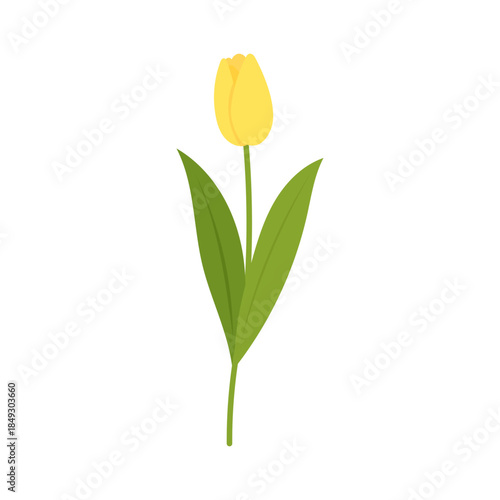 Yellow tulip flower illustration with green leaves, flat vector botanical design isolated on white background, simple spring floral element for decoration and branding
