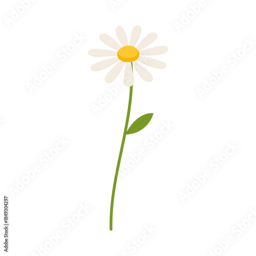 Chamomile flower illustration with white petals and yellow center, flat vector botanical design isolated on white background, simple daisy floral element for decoration