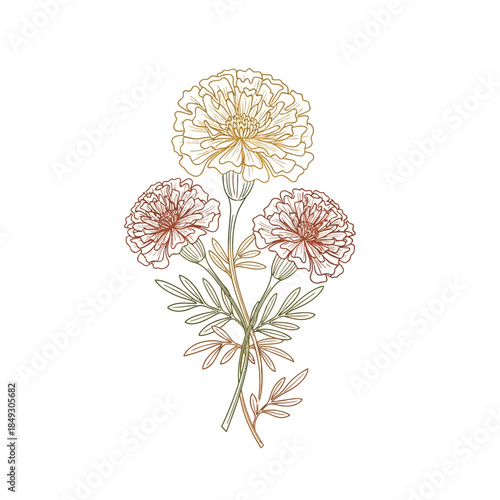 An illustration of three flowers with leaves in a botanical style viewed from directly above