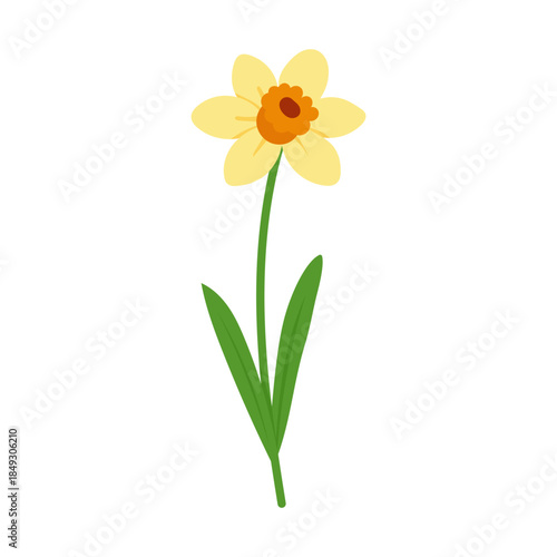 Yellow daffodil flower illustration in flat vector style with green leaves, spring floral symbol for fresh design, daffodil isolated on white background