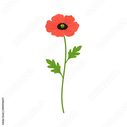 Red poppy flower illustration in flat vector style with delicate petals and green stem, poppy symbol of remembrance and summer nature for branding, posters, decor, minimal floral design isolated 
