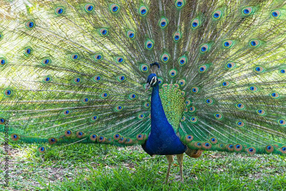 Obraz premium Beautiful and imposing peacock spreading its feathers