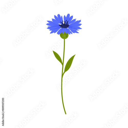 Cornflower vector illustration of blue cornflower with green stem and leaves, delicate cornflower wild flower isolated on white background