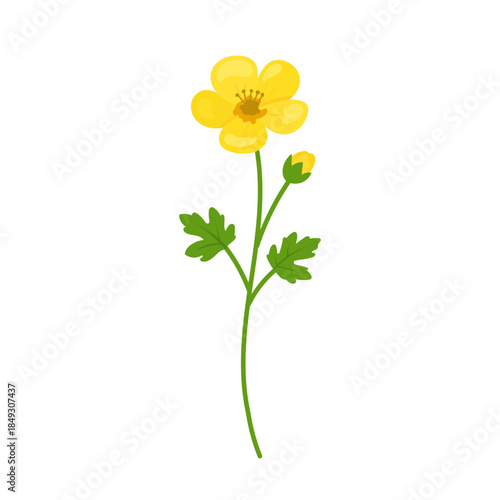 Bright buttercup flower illustration in flat vector style with glossy yellow petals and green leaves, buttercup symbol of spring meadow, cheerful floral element for stickers, prints, kids design