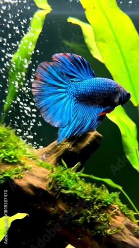 Vibrant blue betta fish swimming among lush green aquatic plants in a clear aquarium environment
