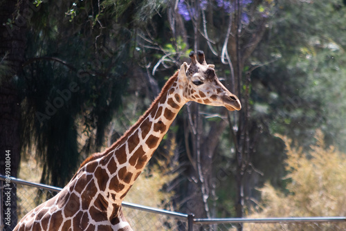 Beautiful giraffe on a sunny day at the zoo