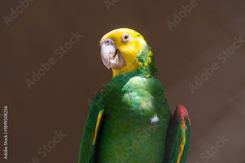 Yellow-headed parrot (Amazona oratrix) in captivity
