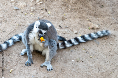 lemur catta feeding, taking its food with its hand